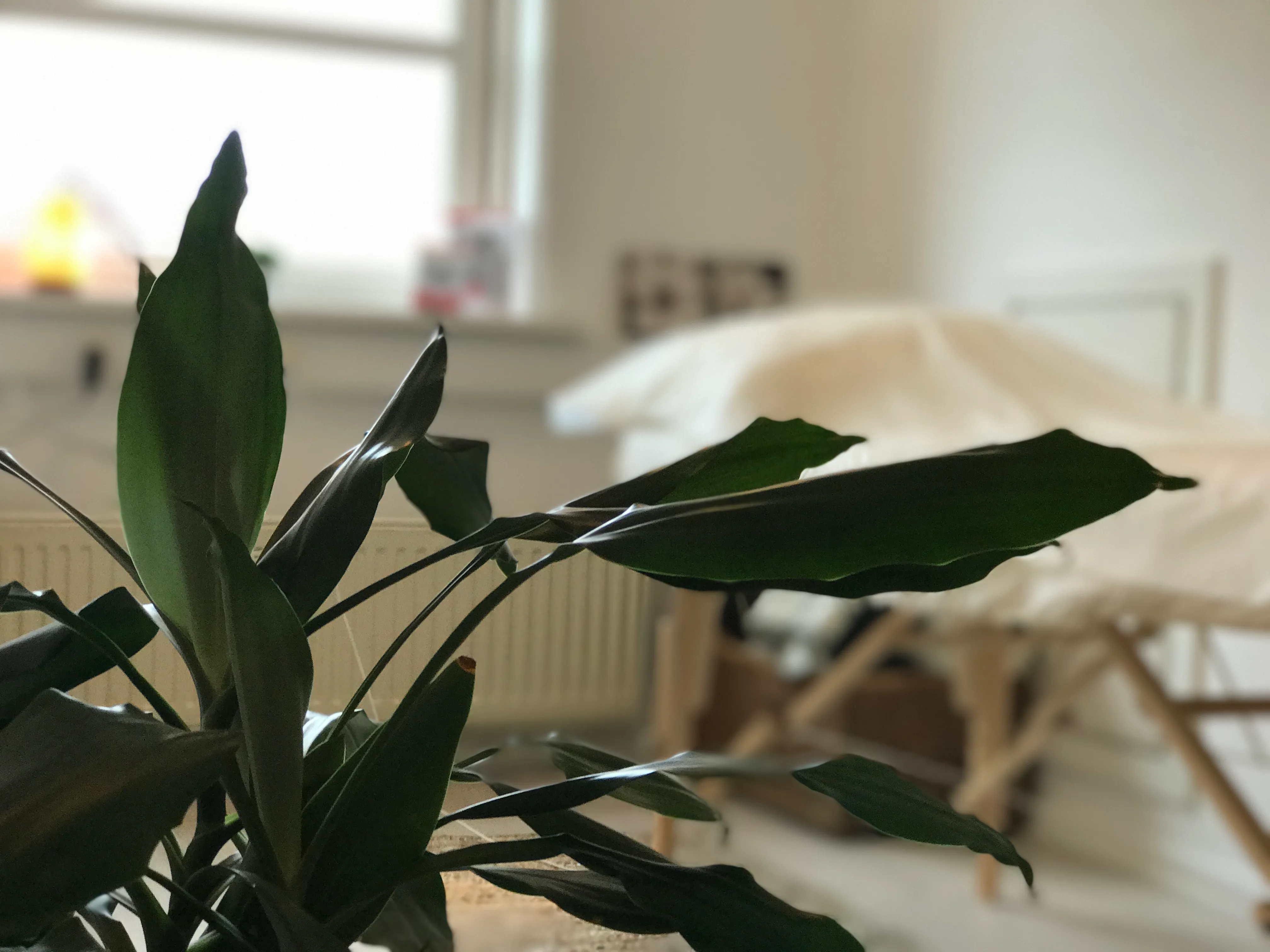 Grøn plante i forgrunden og en behandlingsbriks i baggrunden
