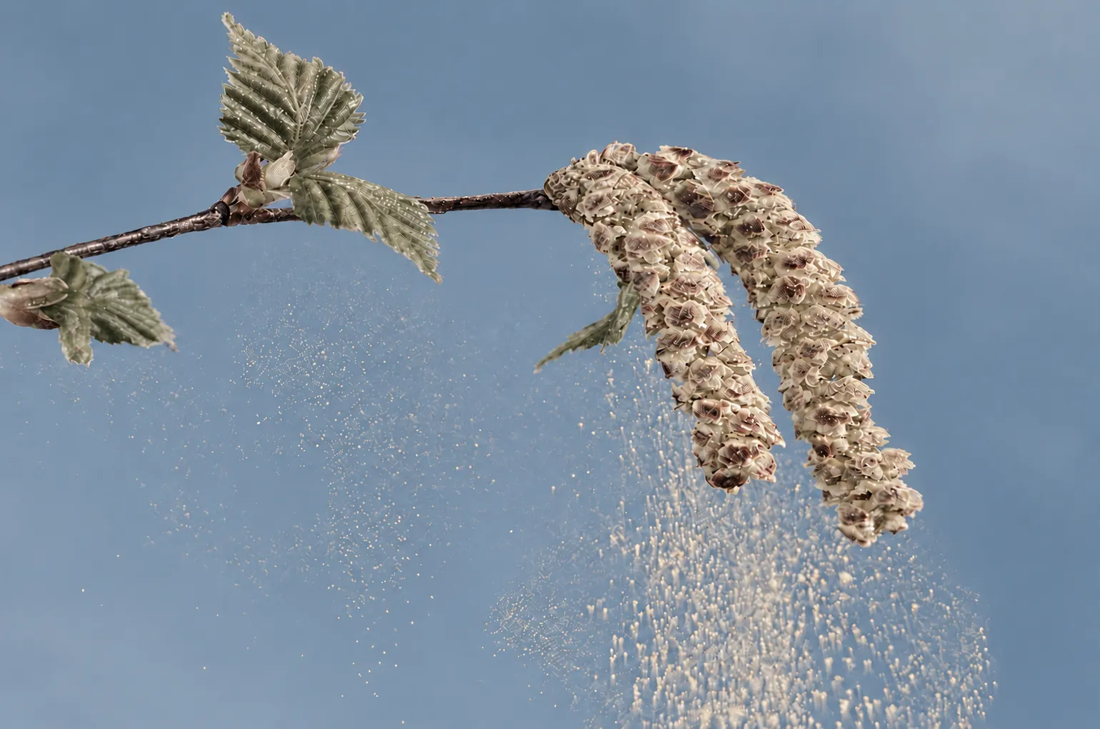 Hasselgren med pollen om foråret