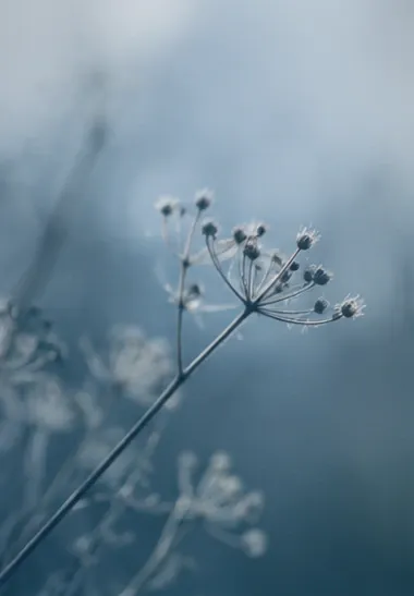 En fin plantestængel med små blomster
